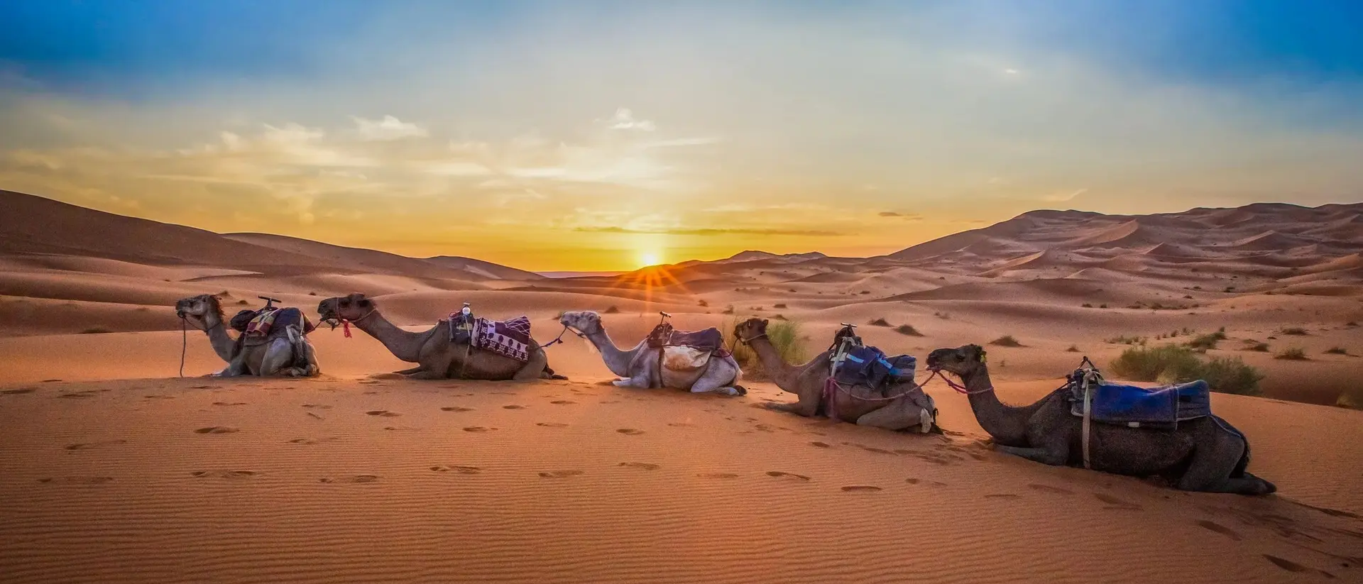 Five camels rest in the sandy desert as the sun sets, casting a warm glow over the dunes.