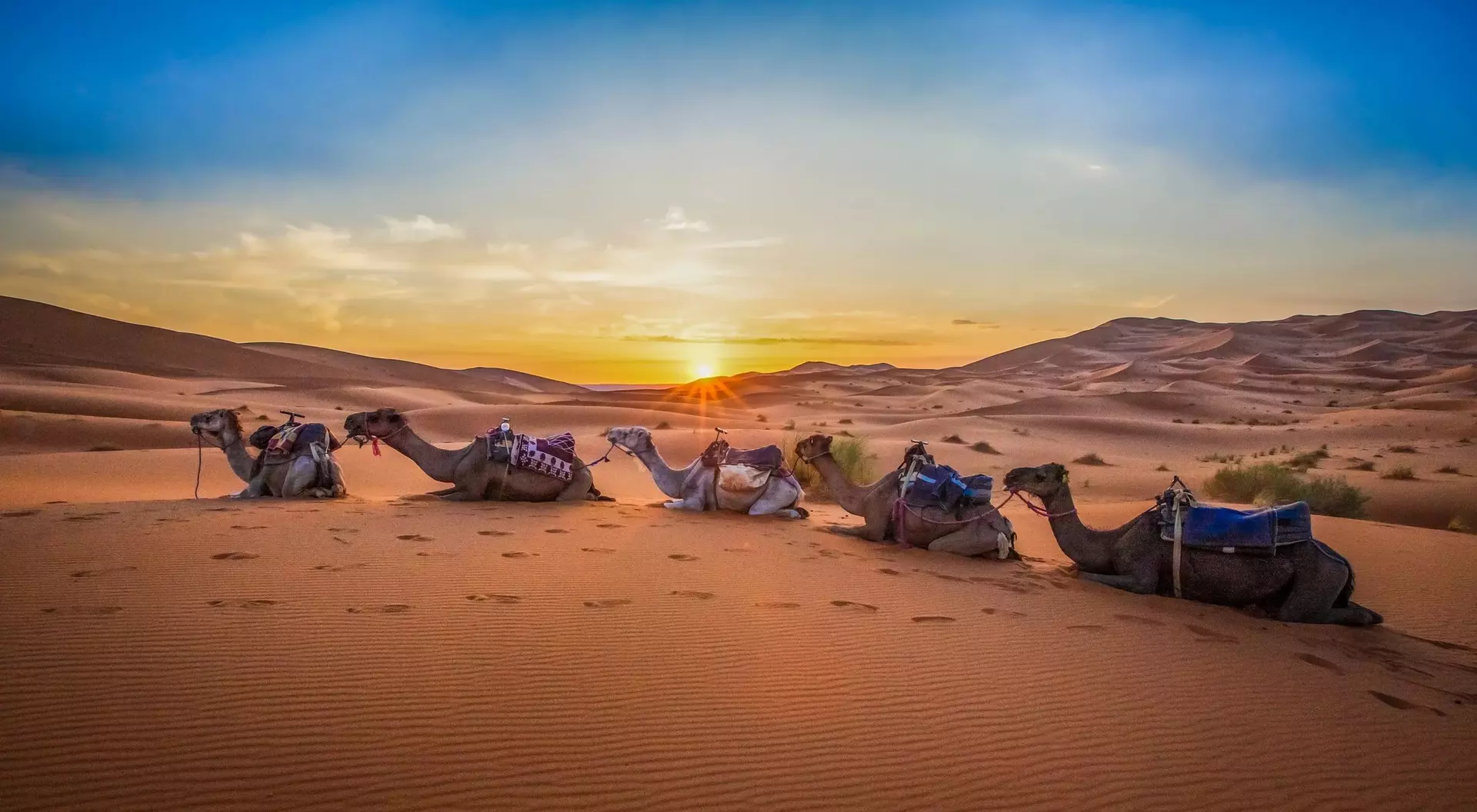 Five camels rest in the sandy desert as the sun sets, casting a warm glow over the dunes.