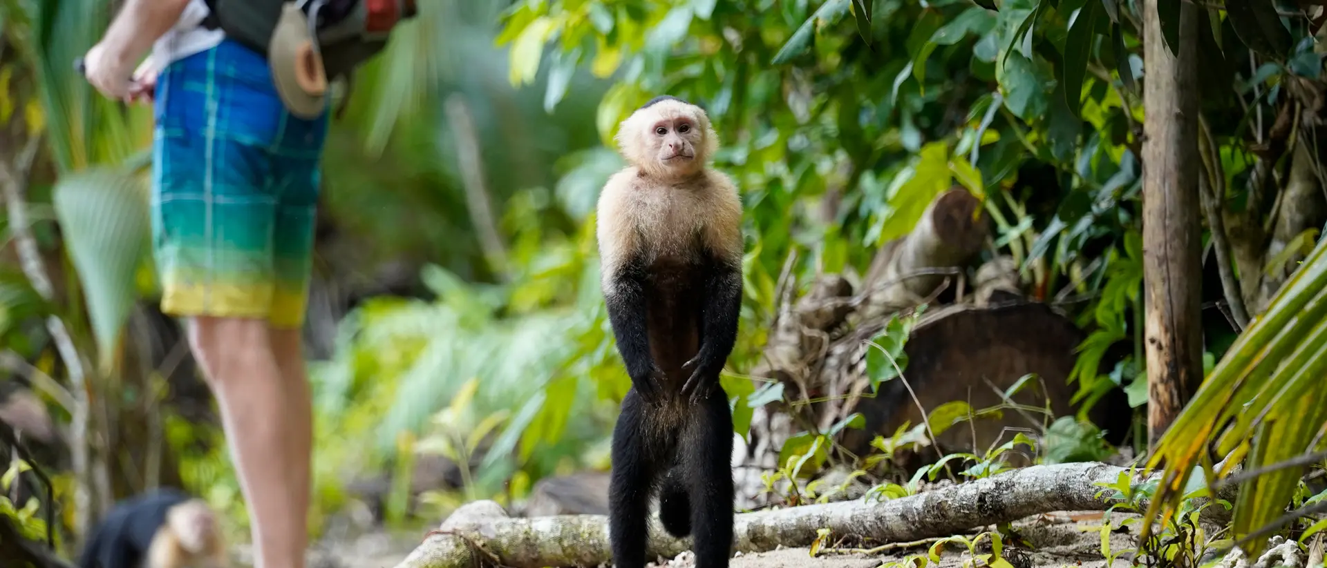 A monkey stands upright on a path in a lush forest while a person in colorful shorts is partially visible in the background.