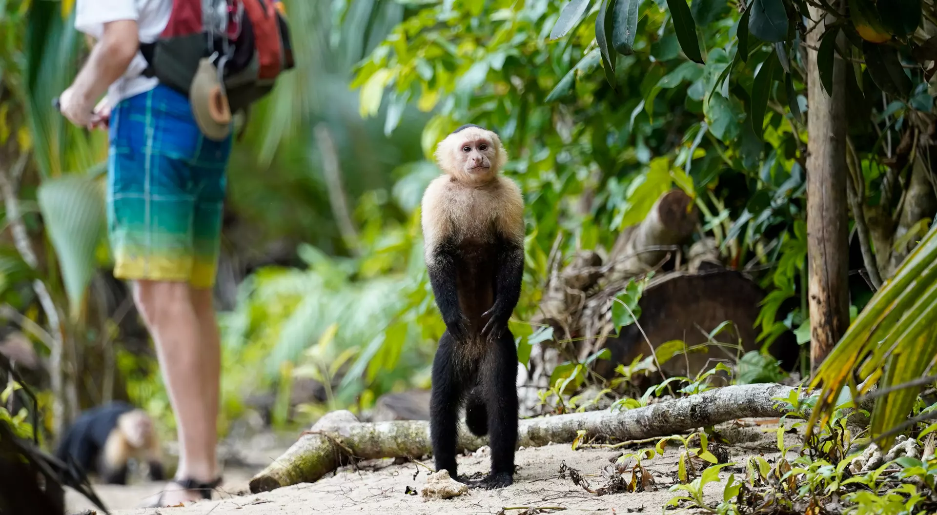 A monkey stands upright on a path in a lush forest while a person in colorful shorts is partially visible in the background.
