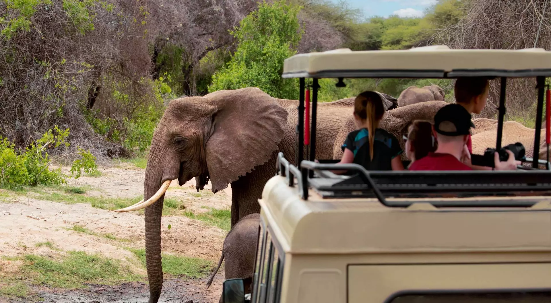 A group of people in a safari vehicle watches elephants in a natural setting. Bright sky and greenery surround them.