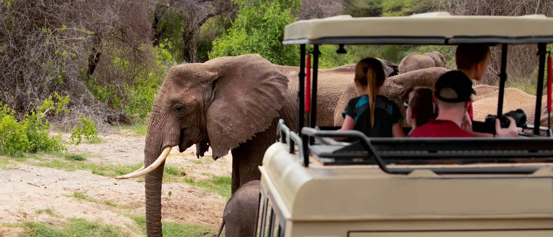 A group of people in a safari vehicle watches elephants in a natural setting. Bright sky and greenery surround them.