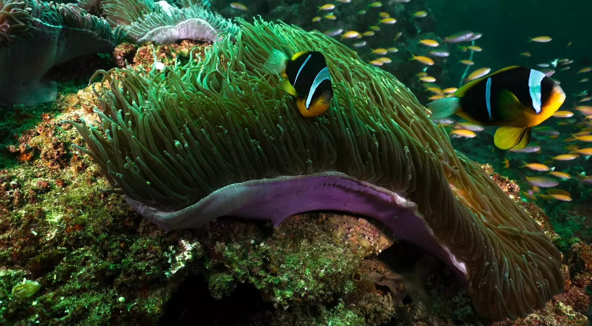 A vibrant coral reef with two clownfish swimming near a large sea anemone.