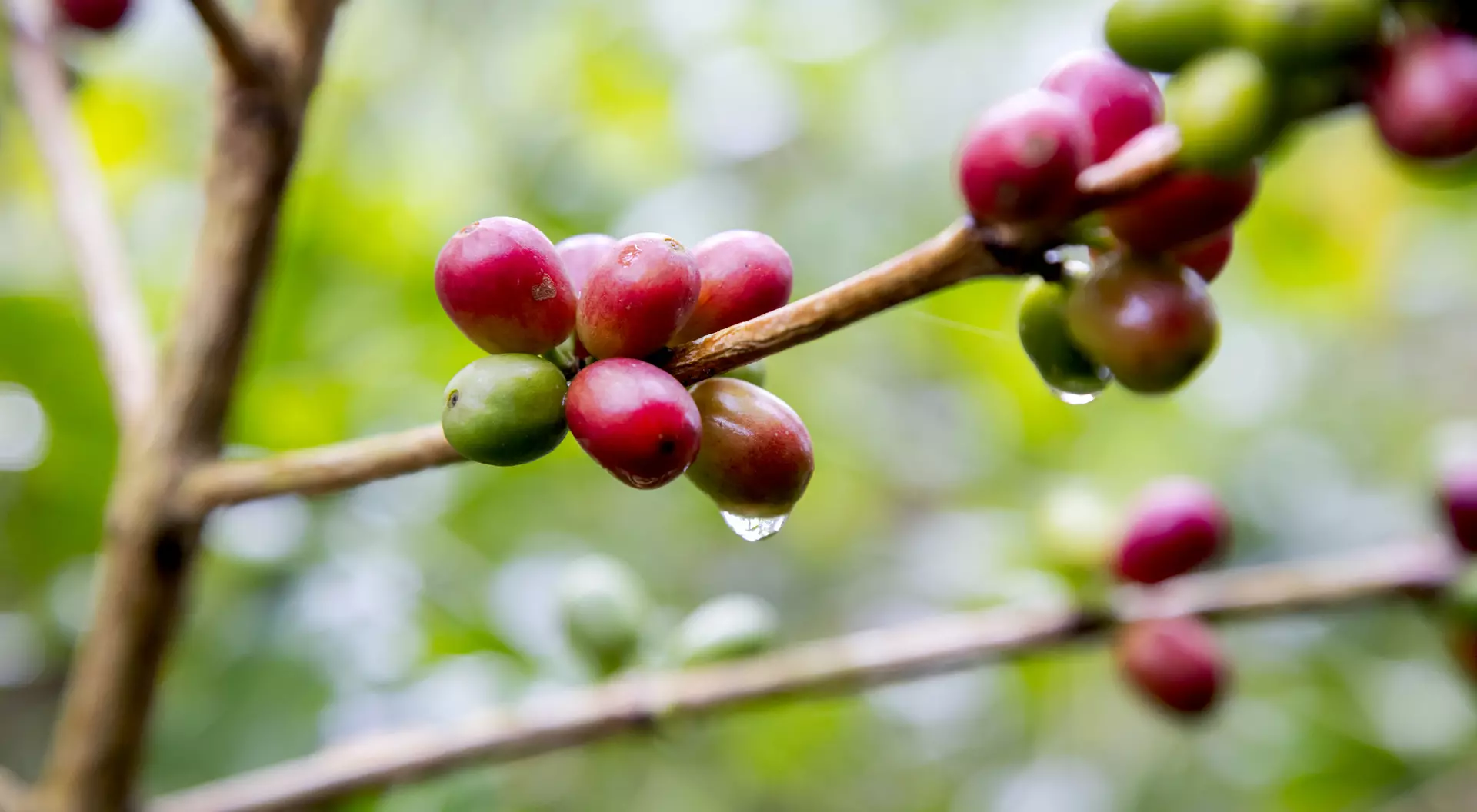 Coffee cherries in shades of red and green on a branch, with droplets of water reflecting the surrounding greenery.