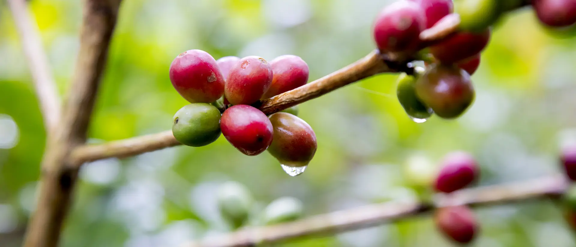 Coffee cherries in shades of red and green on a branch, with droplets of water reflecting the surrounding greenery.
