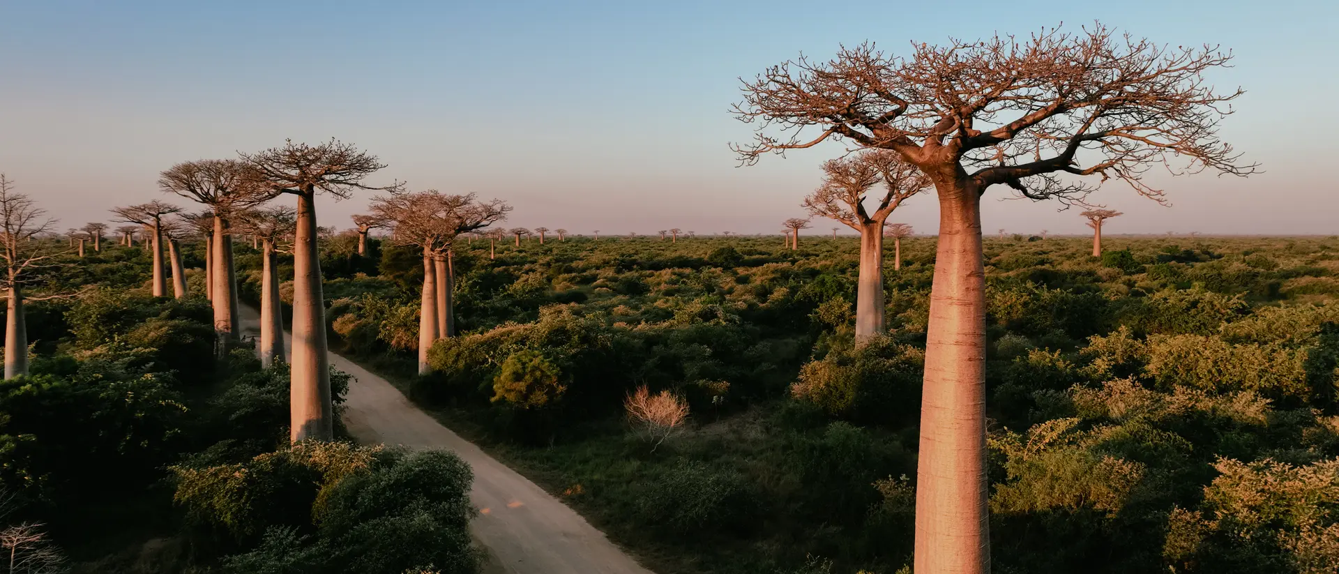 A scenic view of a dirt road lined with tall baobab trees in a lush green landscape under a clear sky.