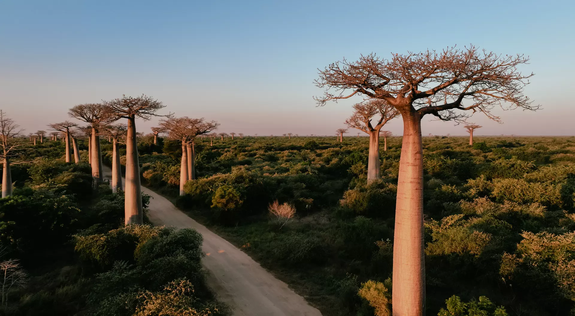 A scenic view of a dirt road lined with tall baobab trees in a lush green landscape under a clear sky.