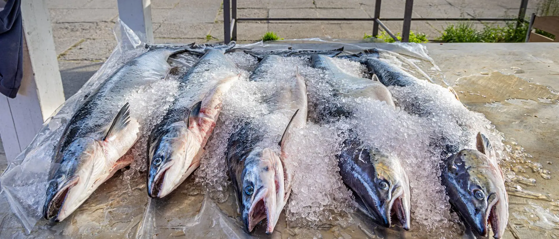 Six fish are displayed on ice on a table, with a focus on their heads and glistening scales.