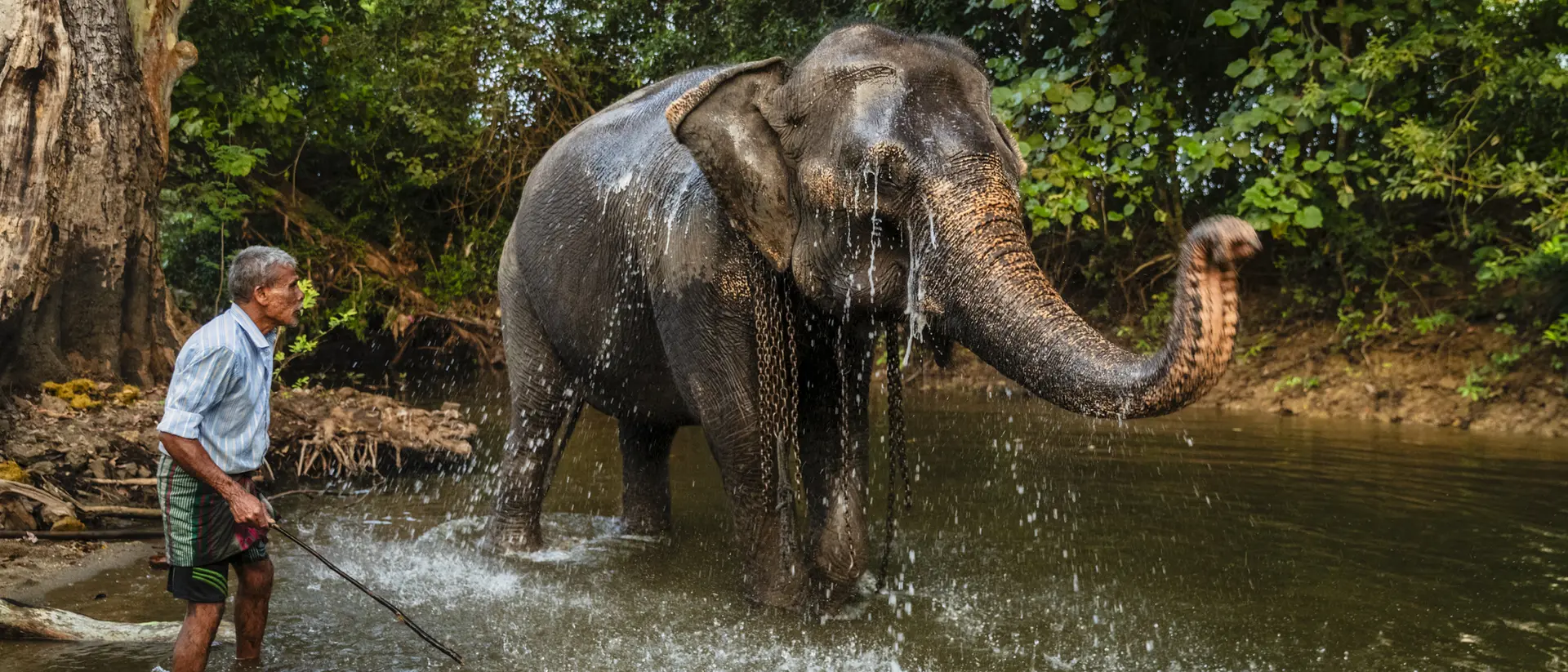 A person stands in a river, washing an elephant that sprays water as it enjoys a bath amidst lush greenery.