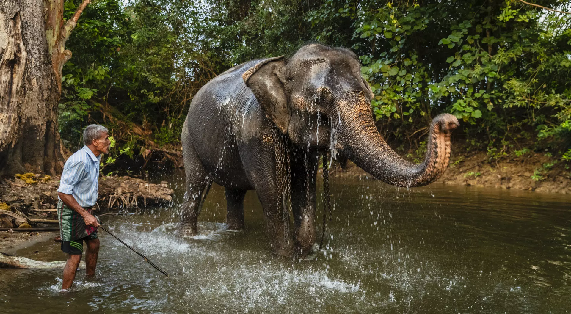 A person stands in a river, washing an elephant that sprays water as it enjoys a bath amidst lush greenery.