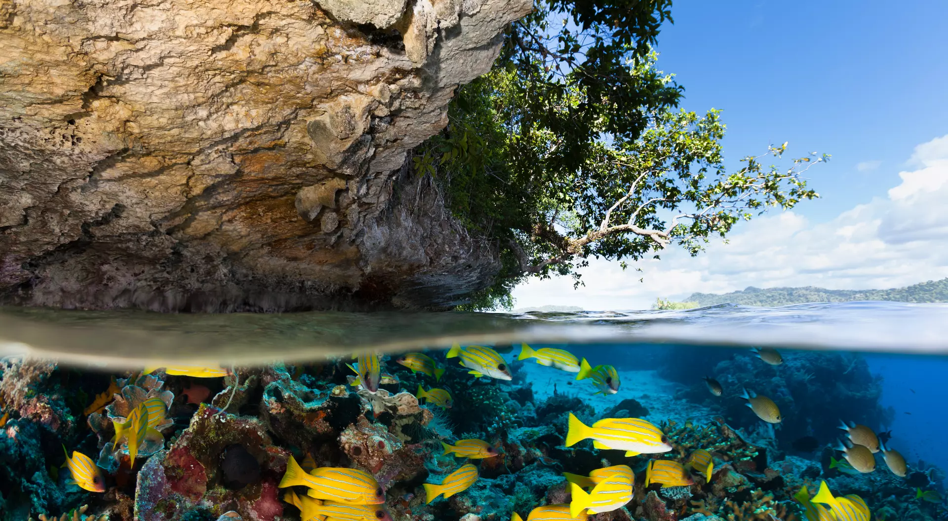 The small island Friwenbonda, a coralline limestone block of about 700m length is covered with small mangrove trees. The washed-out overhanging limestone is a protected area for a lot of marine species.