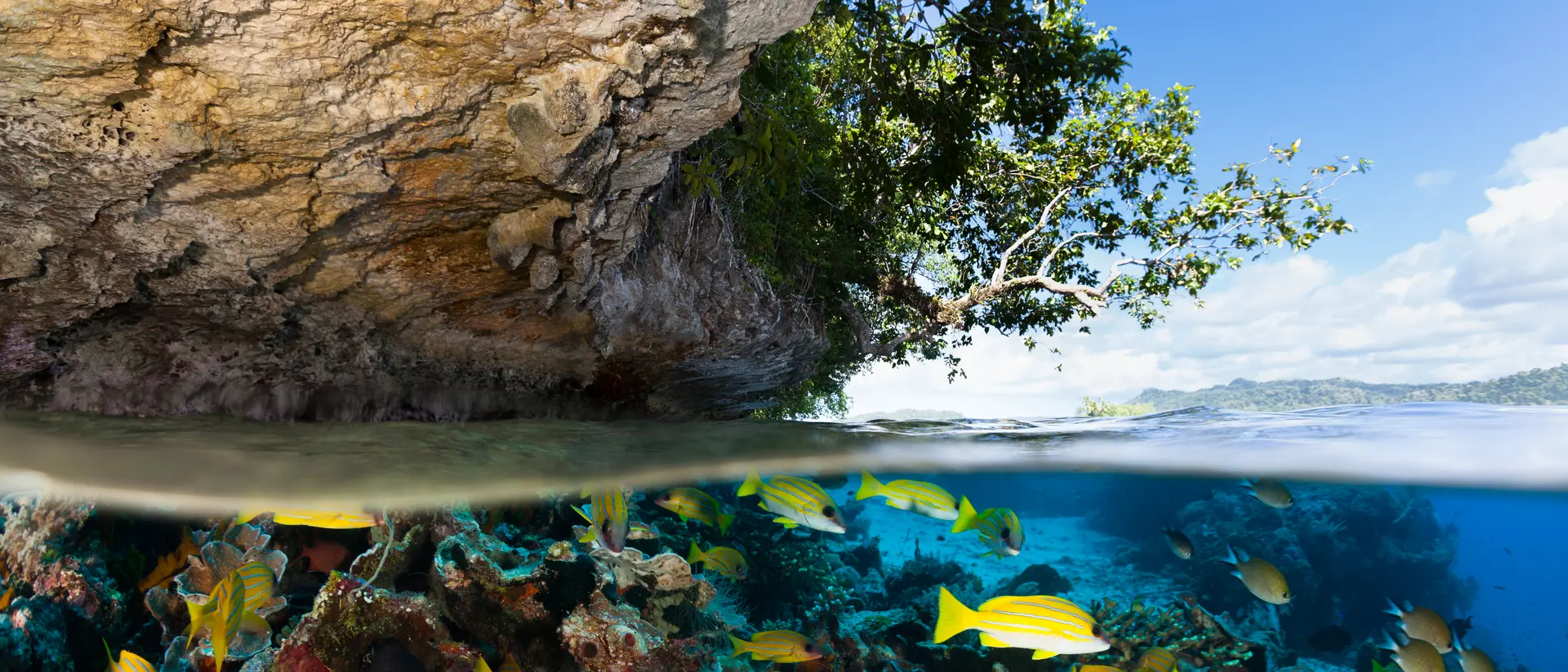 The small island Friwenbonda, a coralline limestone block of about 700m length is covered with small mangrove trees. The washed-out overhanging limestone is a protected area for a lot of marine species.