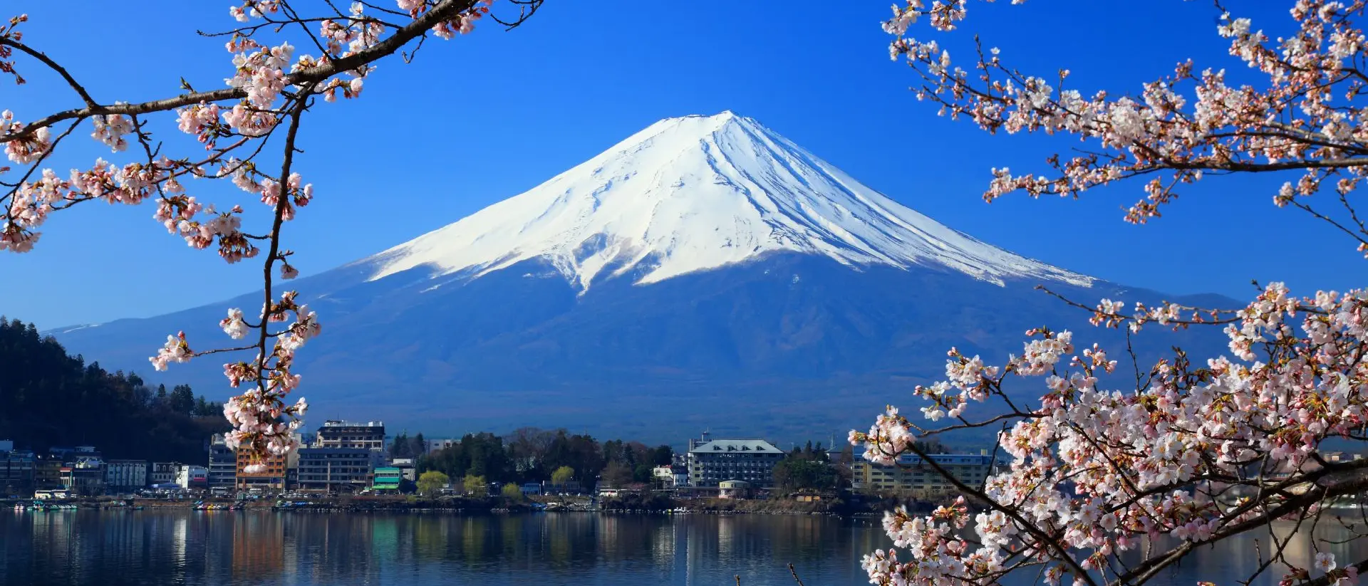 Mount Fuji is a sacred stratovolcano for followers of the Shinto religion and is the most climbed mountain in the world. Beautiful cherry blossoms with Mount Fuji