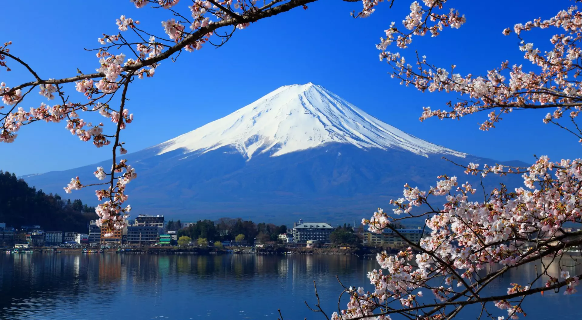 Mount Fuji is a sacred stratovolcano for followers of the Shinto religion and is the most climbed mountain in the world. Beautiful cherry blossoms with Mount Fuji