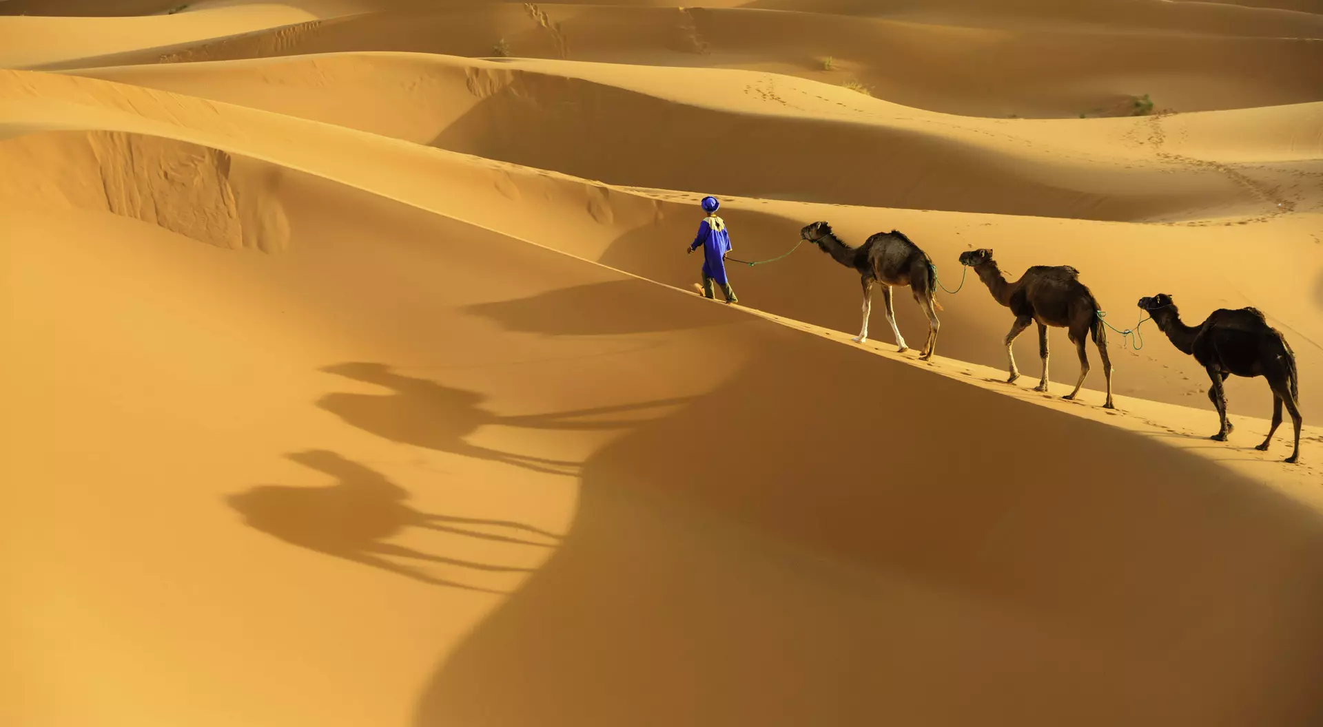 Tuareg with camels