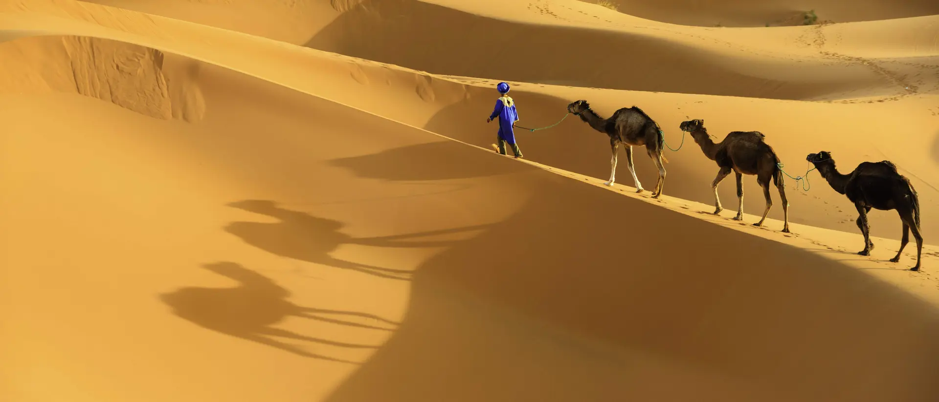 Tuareg with camels