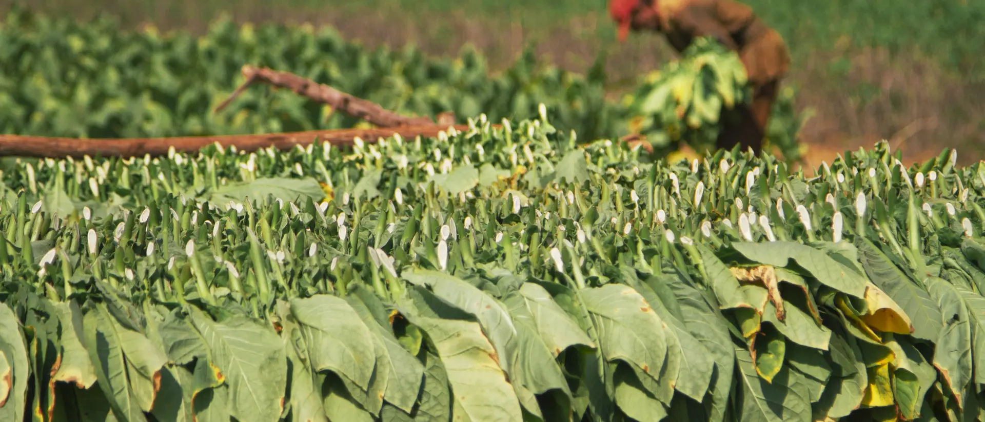 Andorra Picking and drying tobacco leaves