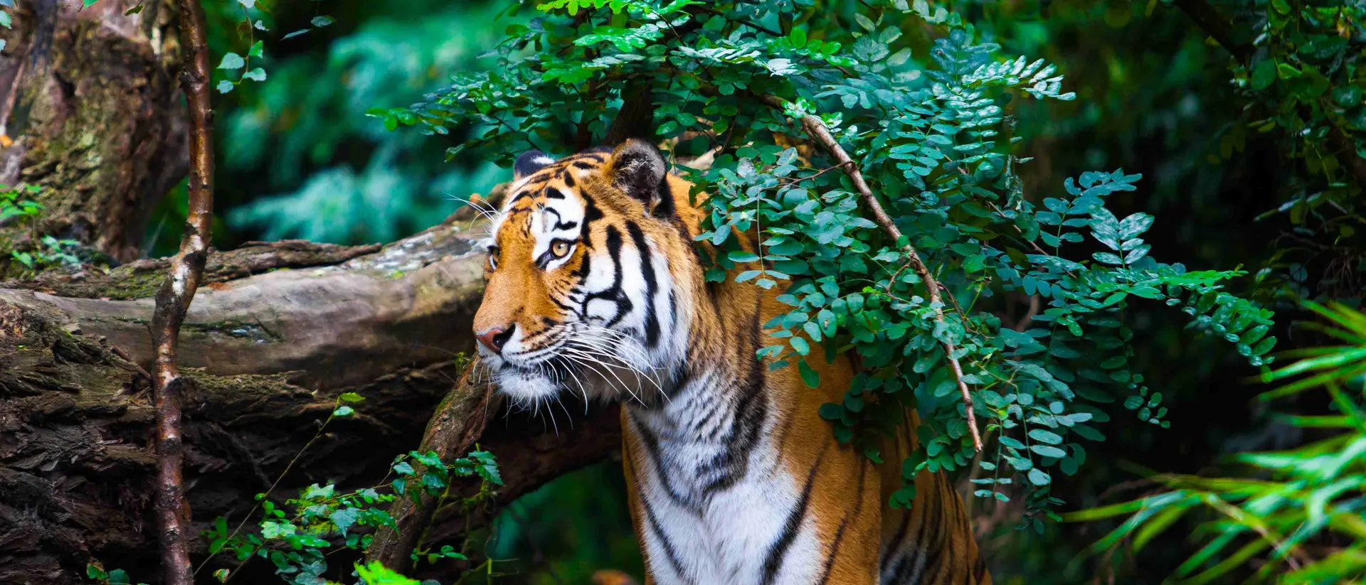 Ranthambore National Park, Rajasthan Tiger peaking out from behind the bushes