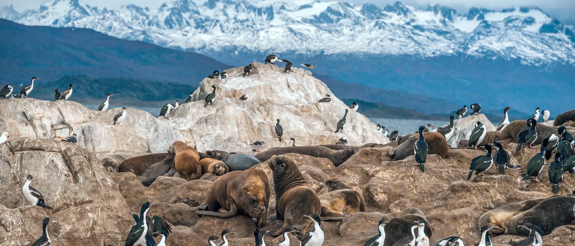 Seals and penguins gather on rocky shore, with snow-capped mountains in the background under a cloudy sky.