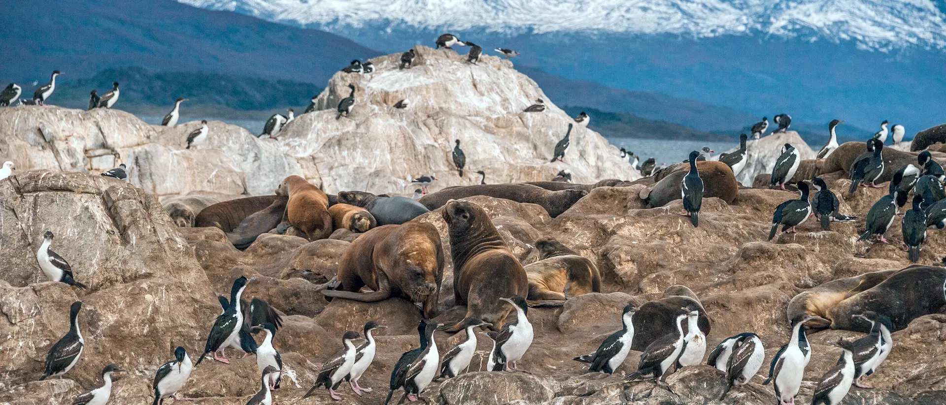 Beagle Channel Sea lions and King Cormorant penguin colony sits on an Island in the Beagle Channel