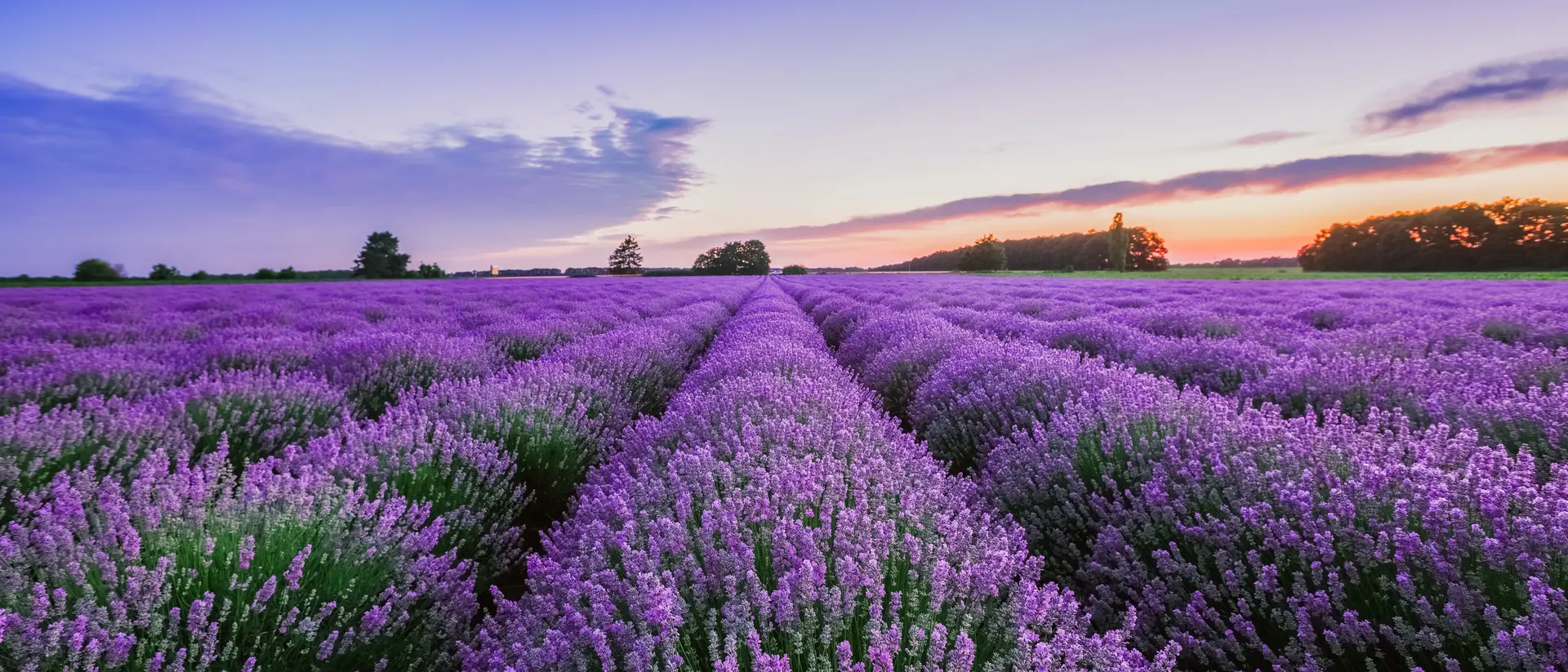 Sunrise and dramatic clouds over lavender field