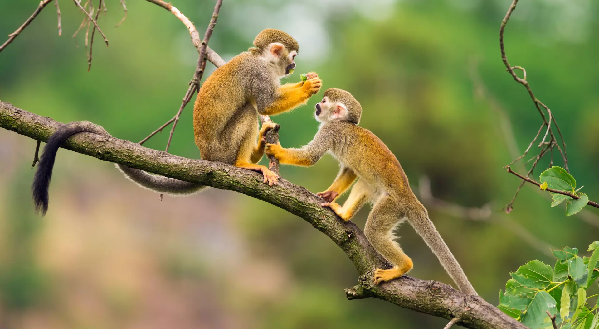 Two common squirrel monkeys (Saimiri Sciureus) playing on a tree branch