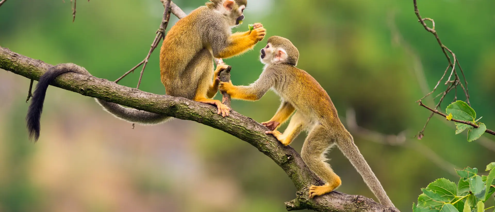 Guyana Two common squirrel monkeys (Saimiri Sciureus) playing on a tree branch