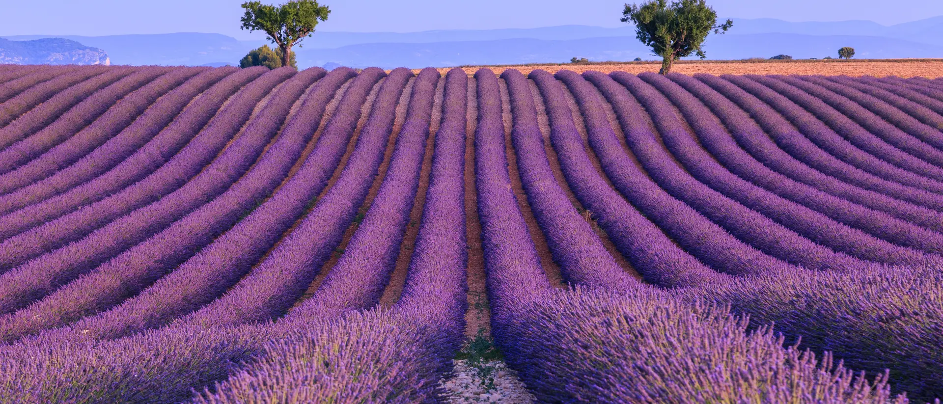 Lavender field summer sunset landscape with two tree near Valensole