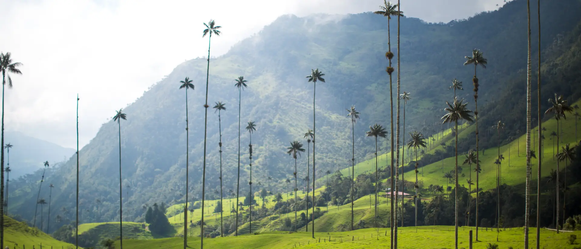 Valle de Cocora Cows roam the Valle de Cocora (Valley of the Wax Palm), a scenic park with wax palms measuring over 60m