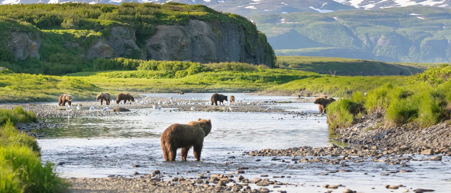 McNeil River Multiple brown bear at McNeil River State Game Sanctuary fishing for salmon