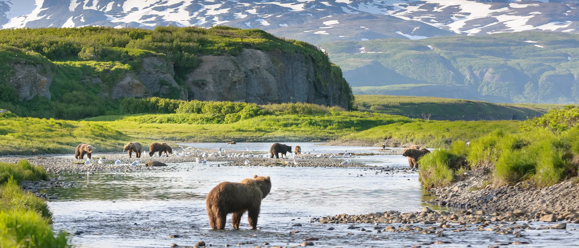 Multiple brown bear at McNeil River State Game Sanctuary fishing for salmon
