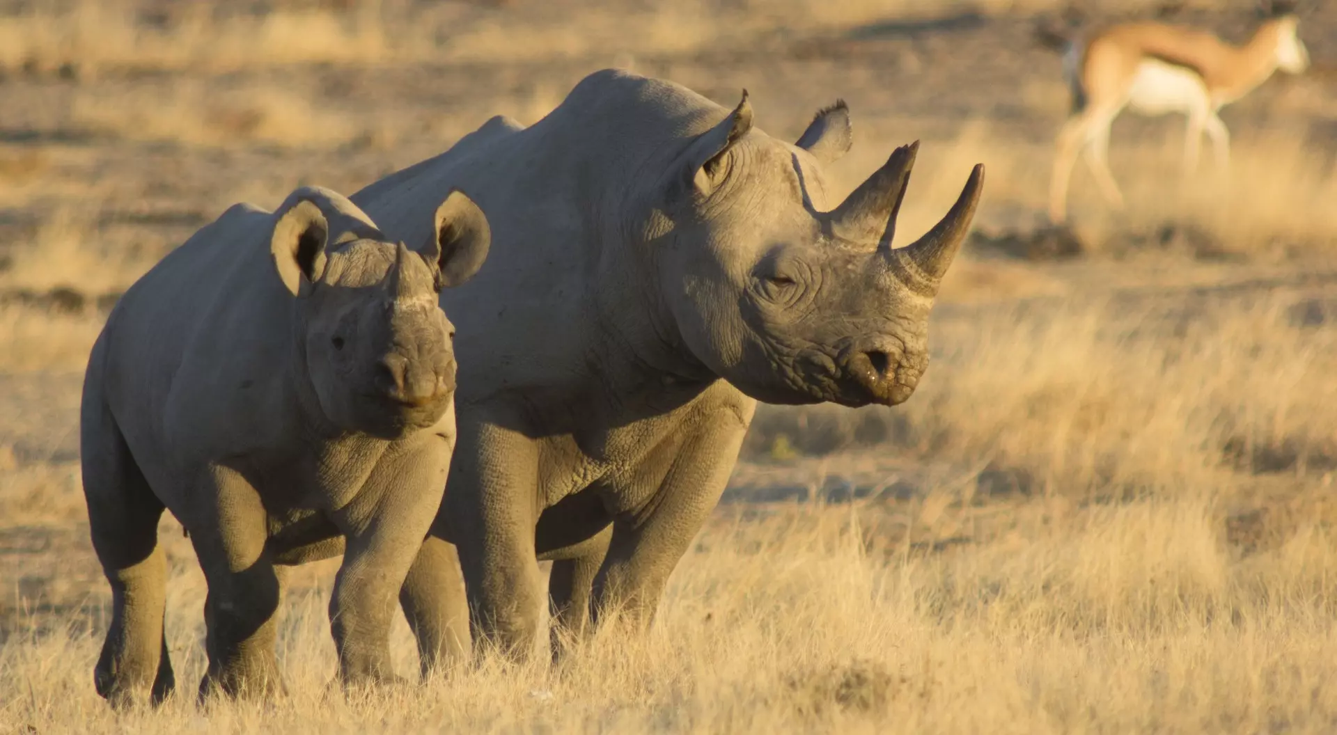 Mother and baby black rhino in warm evening light