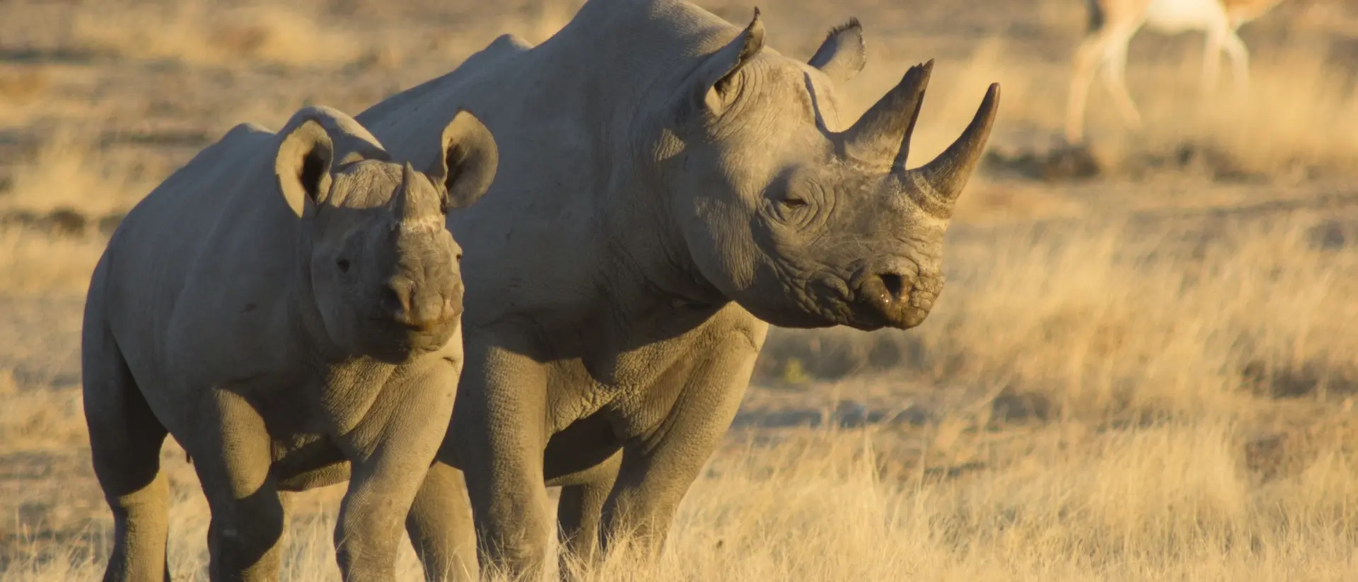 Mother and baby black rhino in warm evening light