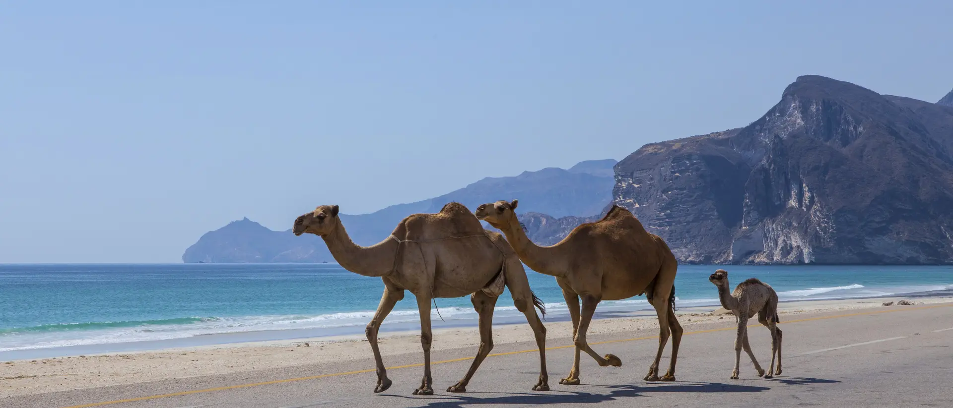 Three camels, including a baby, cross a road by the beach with mountains in the background under a clear blue sky.