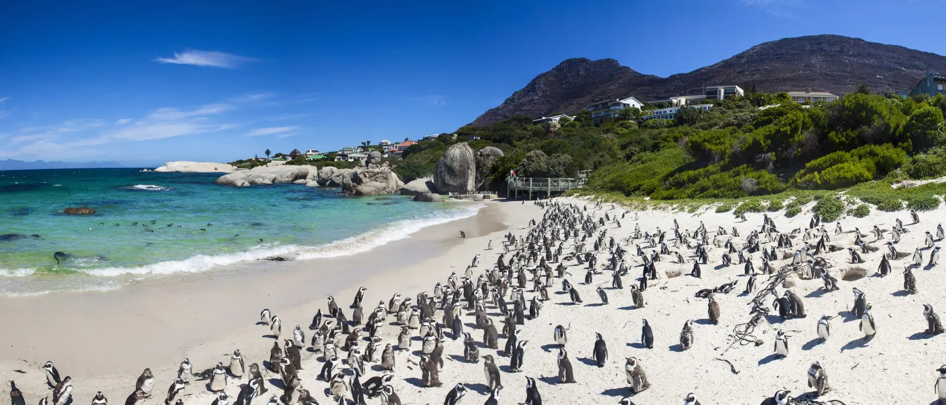 A panoramic view of a beach with numerous penguins gathered on the sand, surrounded by blue water and green cliffs.