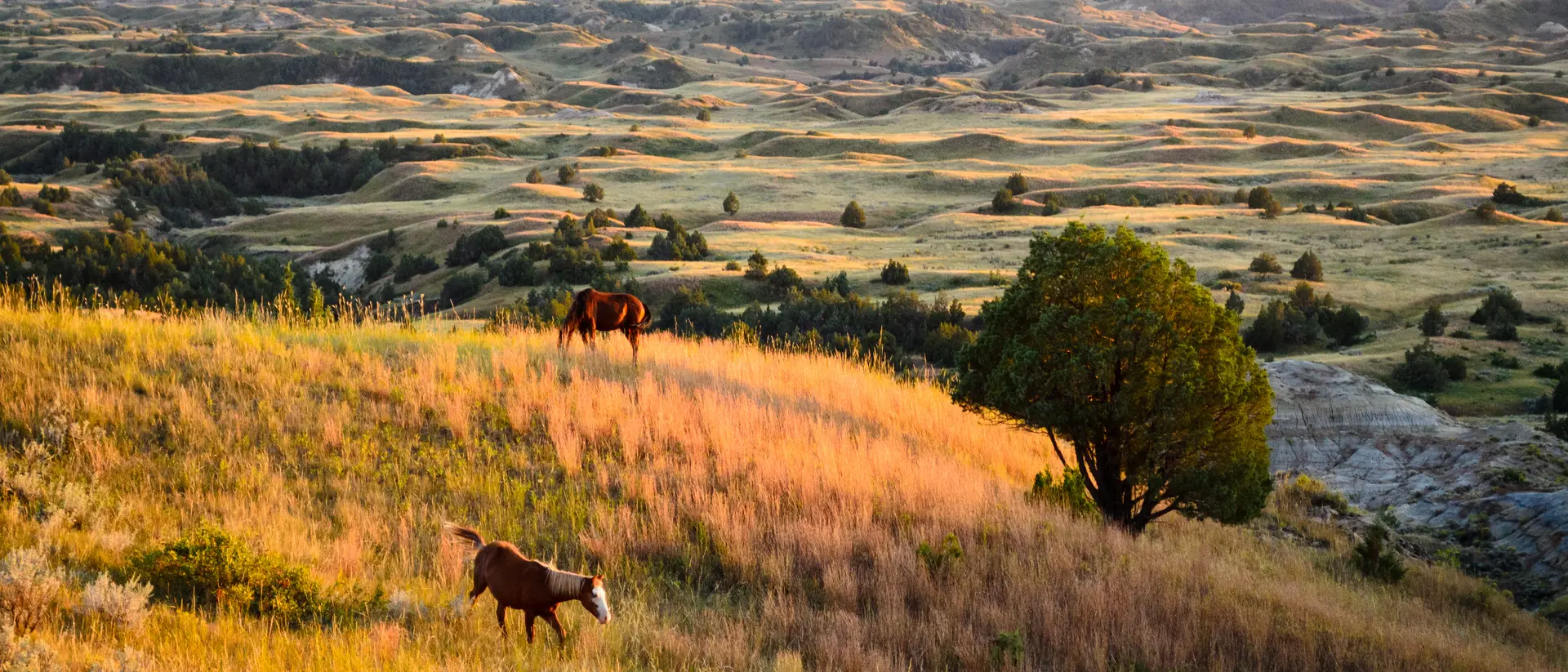 Theodore Roosevelt National Park landscape with wild horses eating in foreground
