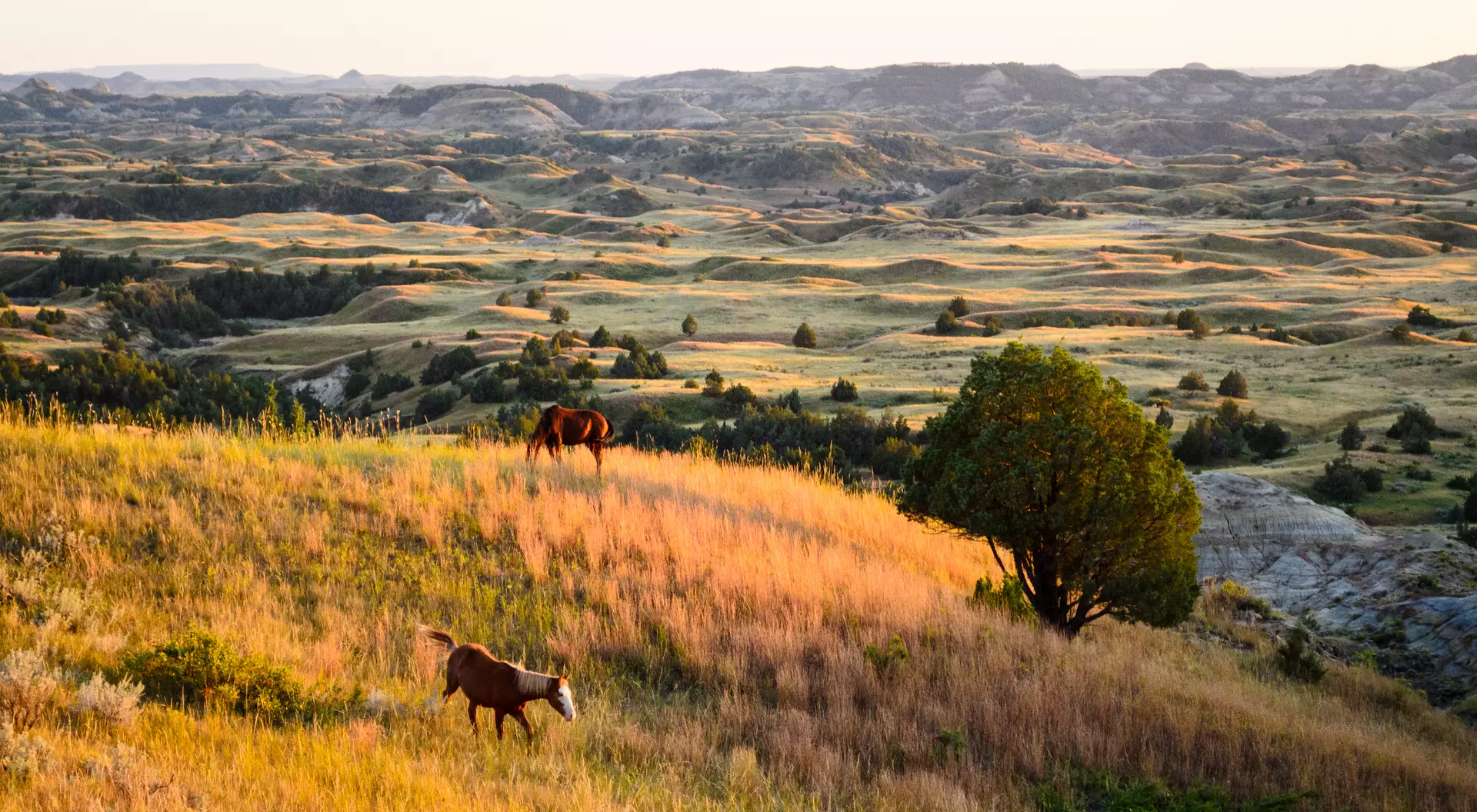 Theodore Roosevelt National Park landscape with wild horses eating in foreground