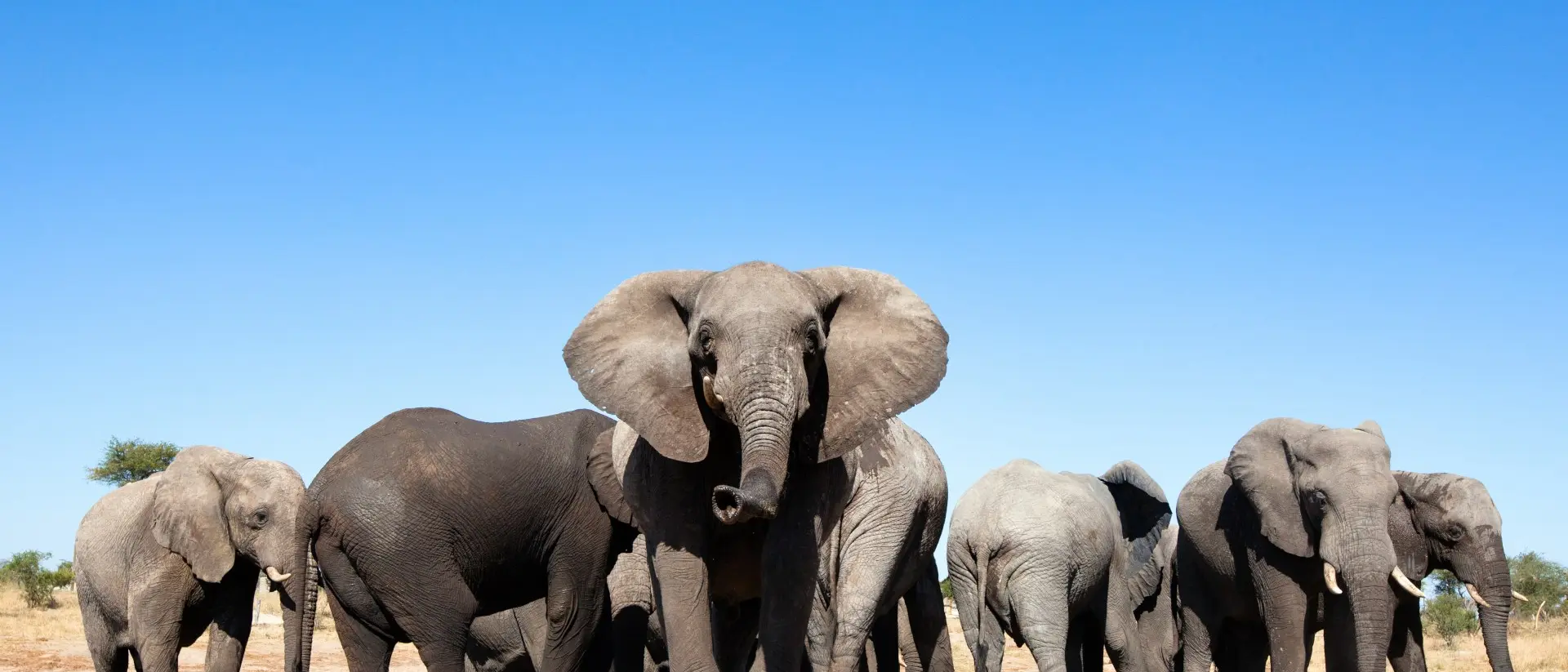 Hwange National Park Elephants at waterhole