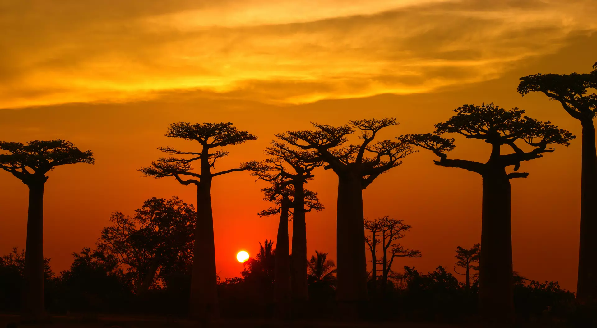 Silhouette of Baobab trees (Adansonia) in Madagascar