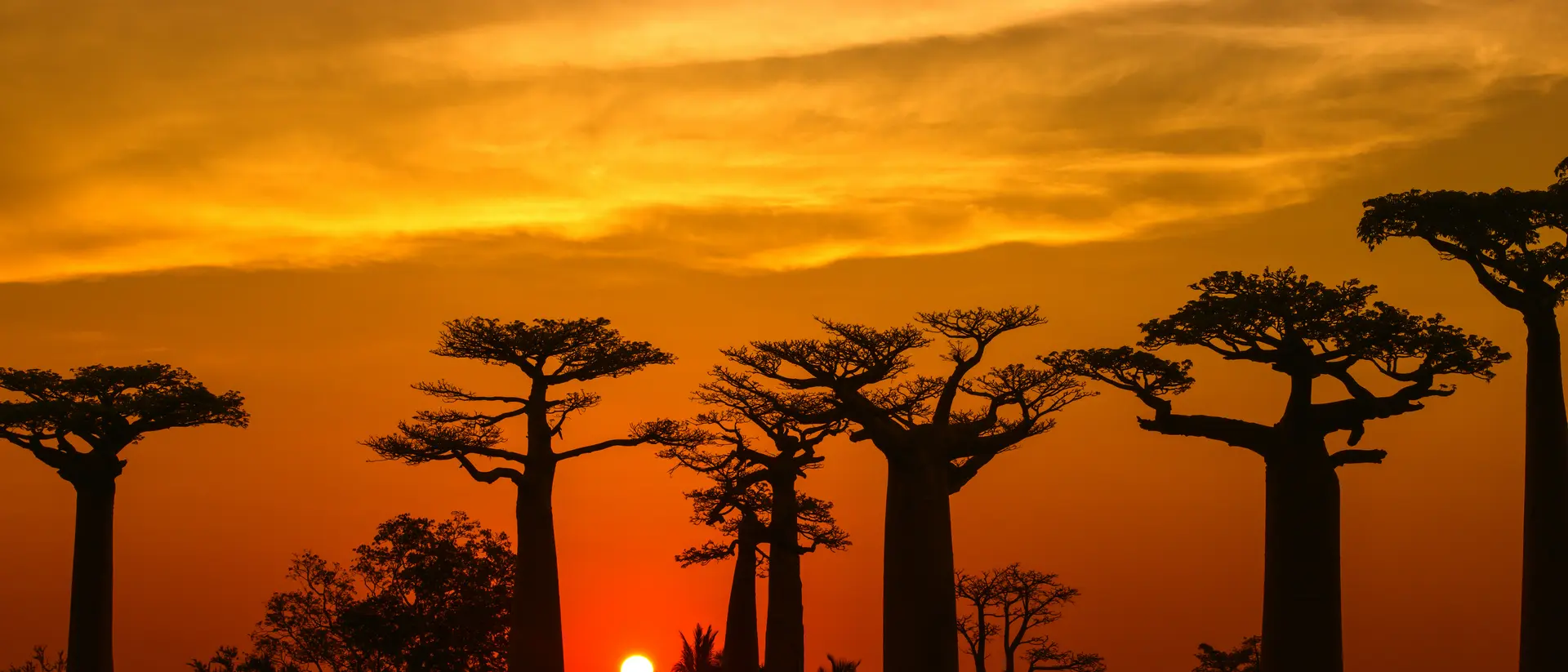 Silhouette of Baobab trees (Adansonia) in Madagascar