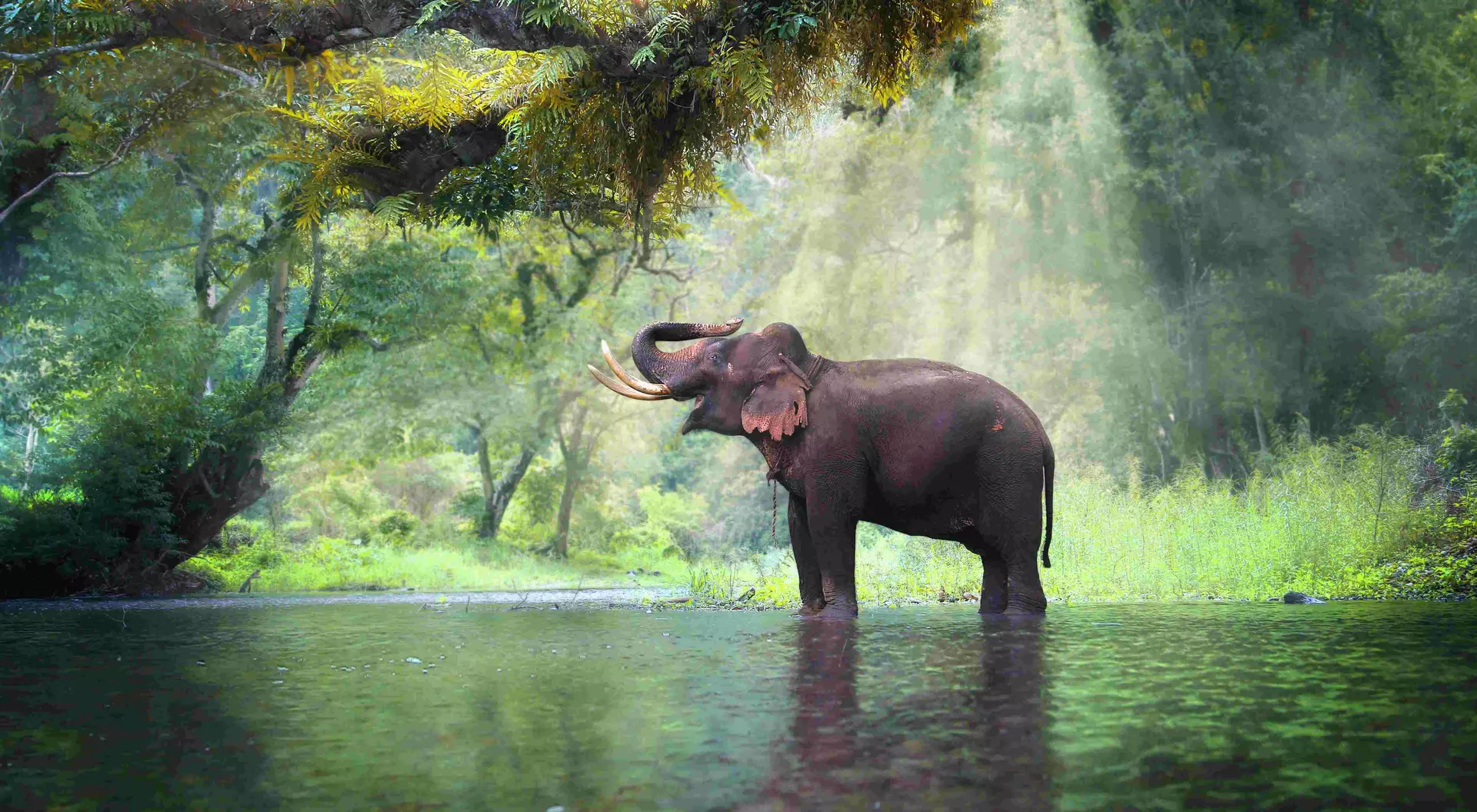 Kanchanaburi Wild elephant in the beautiful forest at Kanchanaburi province in Thailand