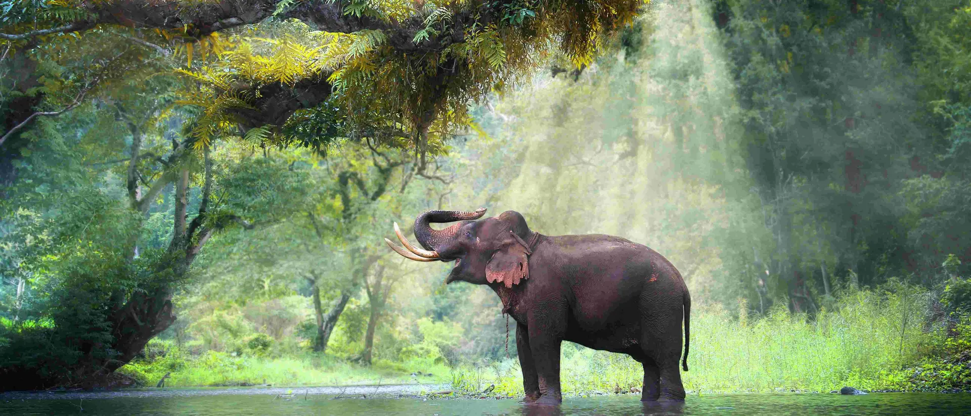 Kanchanaburi Wild elephant in the beautiful forest at Kanchanaburi province in Thailand
