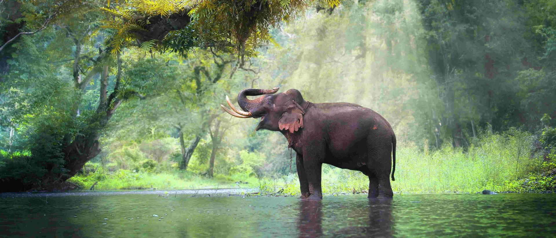 Wild elephant in the beautiful forest at Kanchanaburi province in Thailand