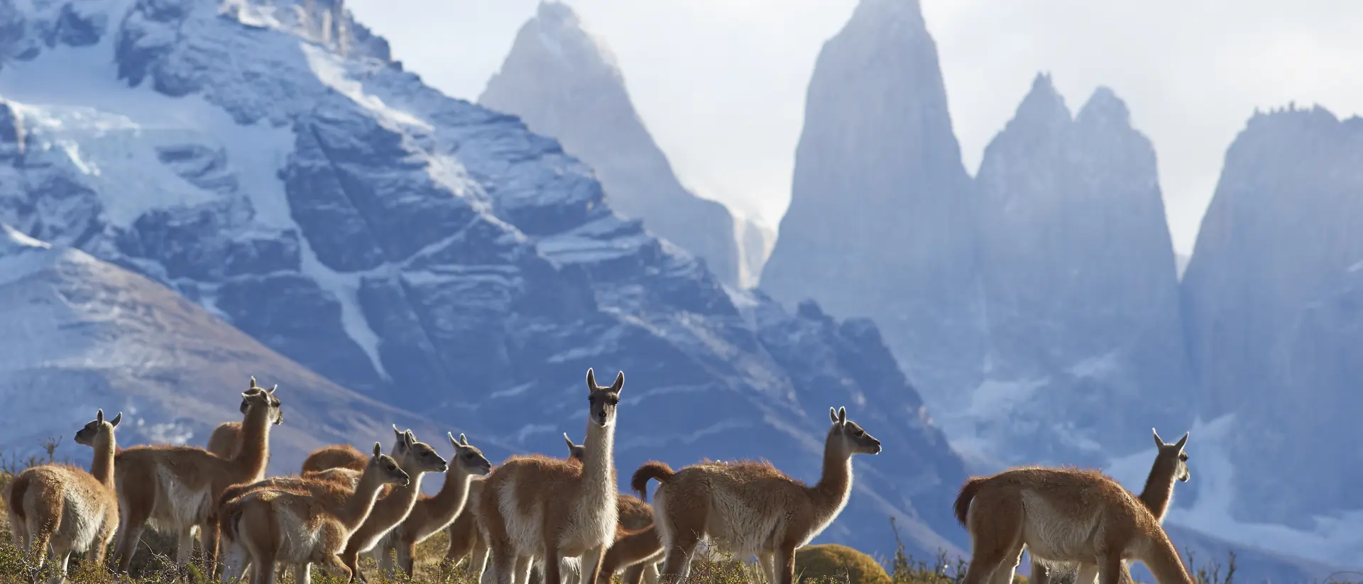 Herd of Guanaco (Lama guanicoe) grazing on a hillside in Torres del Paine National Park in the Magallanes region of southern Chile