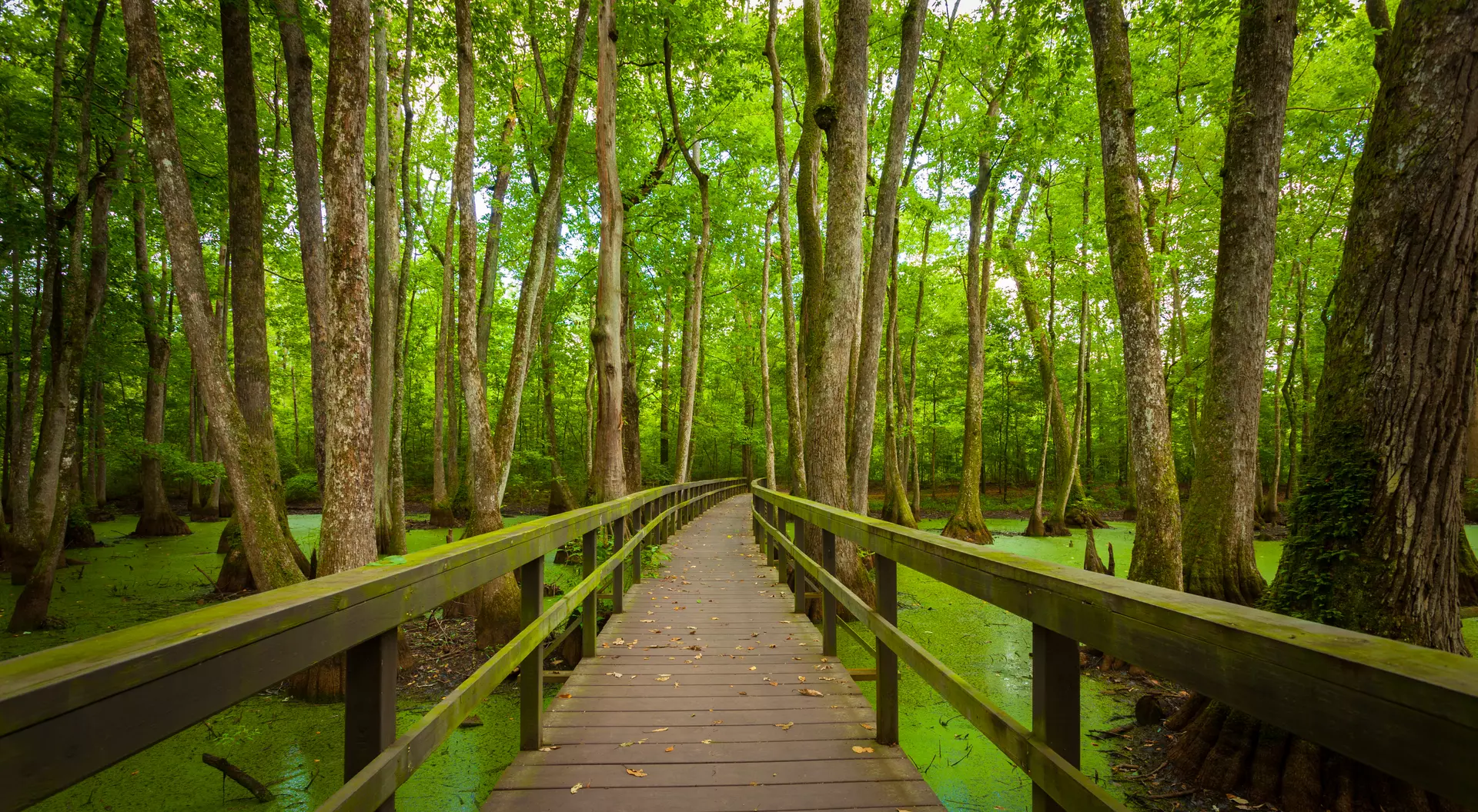 Louisiana Boardwalk over Swamps in Louisiana, USA