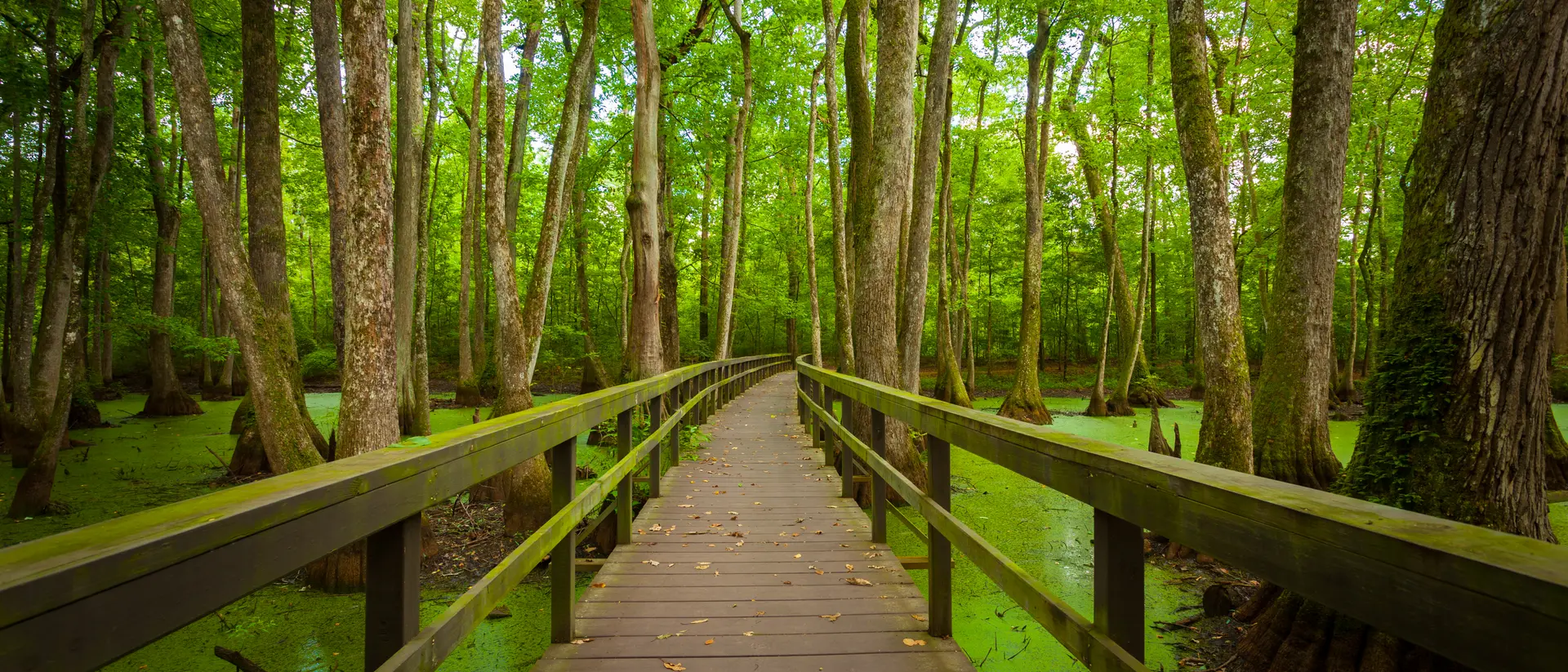 Boardwalk over Swamps in Louisiana, USA