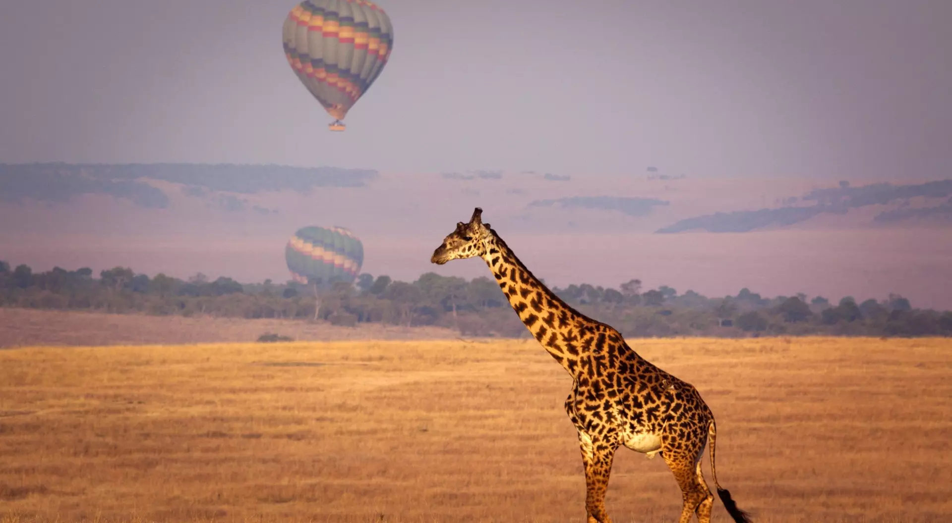 Giraffe below a distant hot air balloon - Masai Mara