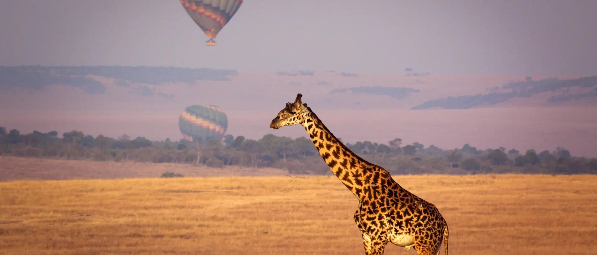 Kenya Giraffe below a distant hot air balloon - Masai Mara