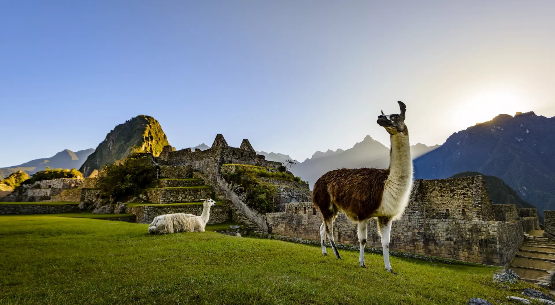 Machu Picchu, Peru Llamas resting on a terrace during the first light on the ruins of the Incan city of Machu Picchu, Peru