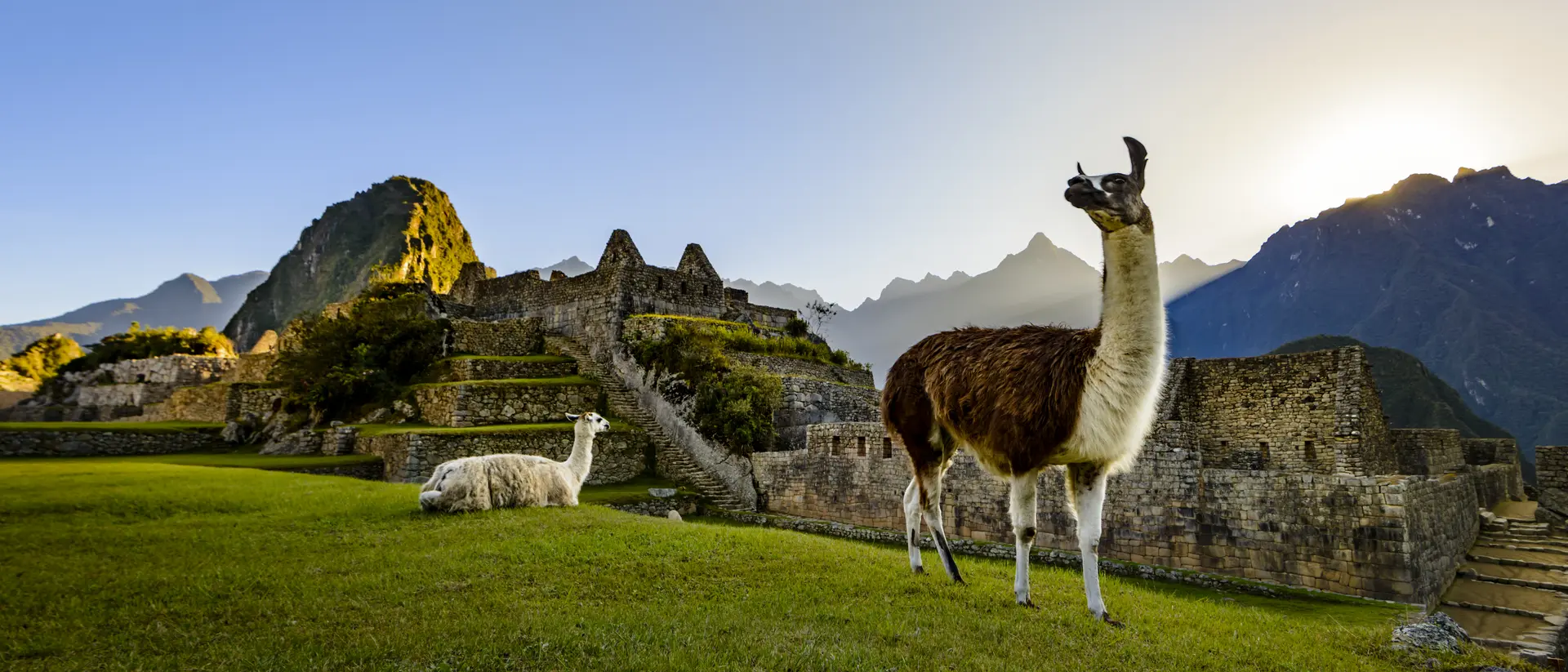 Machu Picchu, Peru Llamas resting on a terrace during the first light on the ruins of the Incan city of Machu Picchu, Peru
